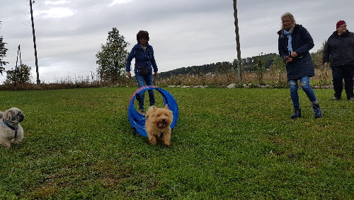 hund+rohr
